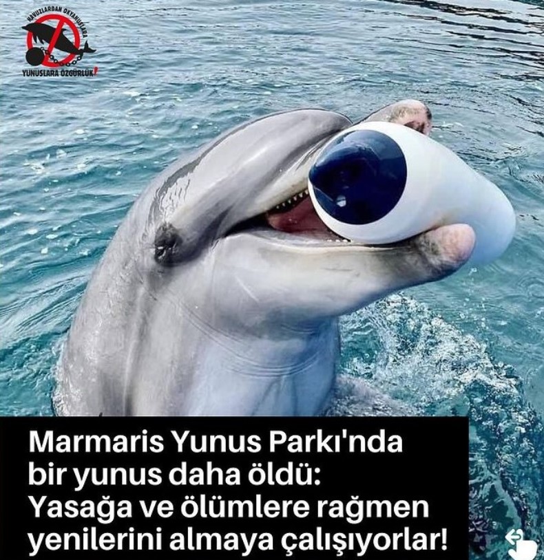 yunus.jpg