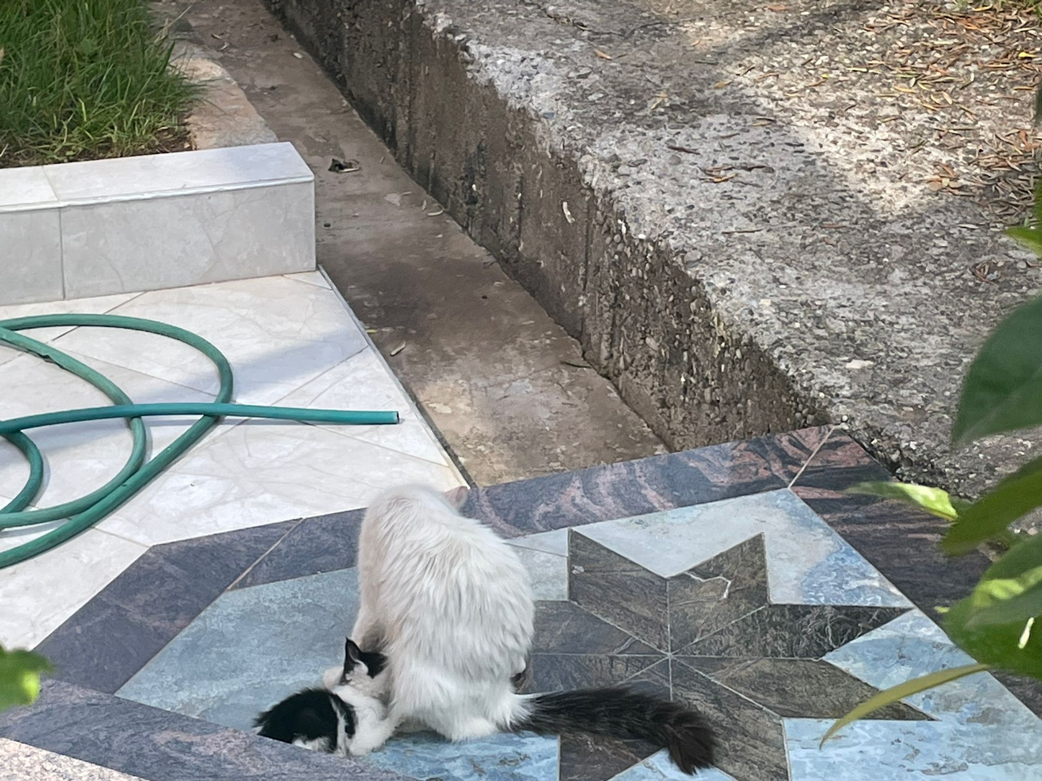 yavru-kedi-1.jpg